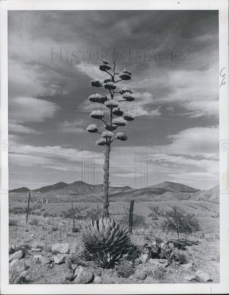 1964 Press Photo Century plant in full bloom on the Arizona desert - Historic Images