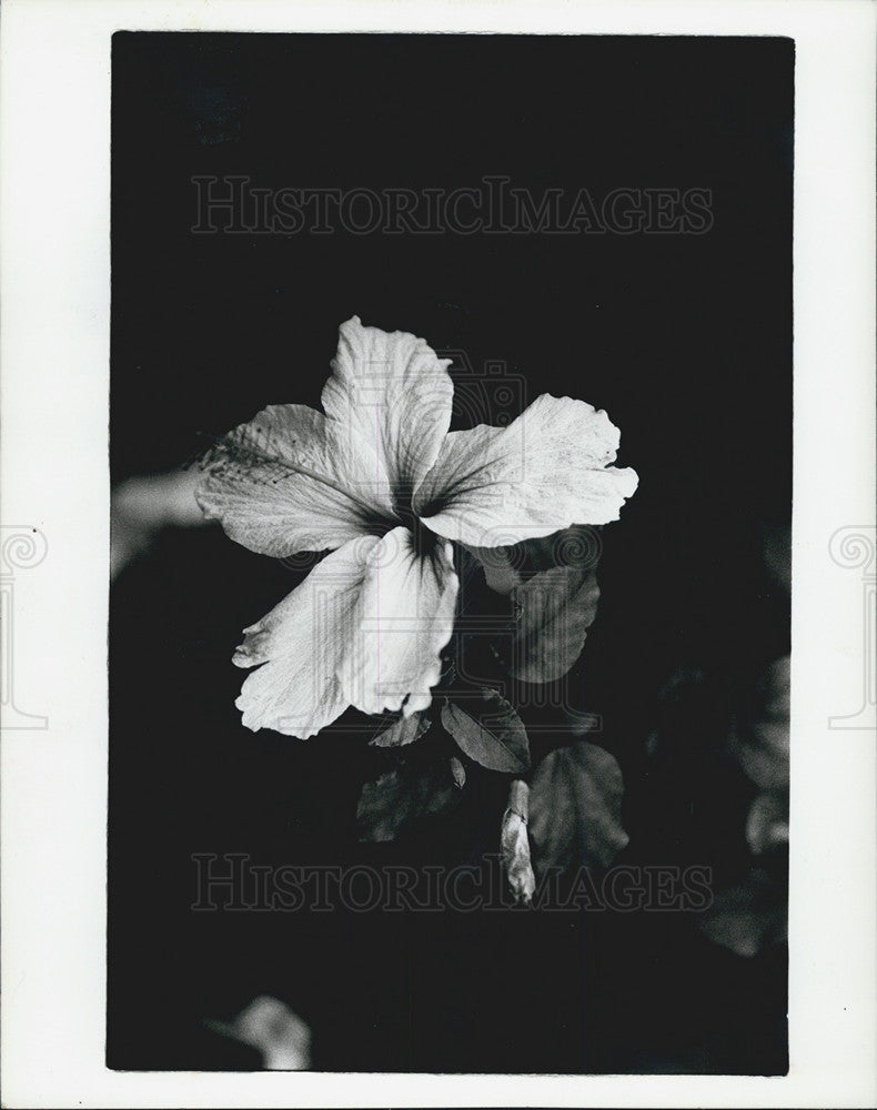 1985 Press Photo St. Petersburg&#39;s Helen Snyder&#39;s  Photography Work - Historic Images