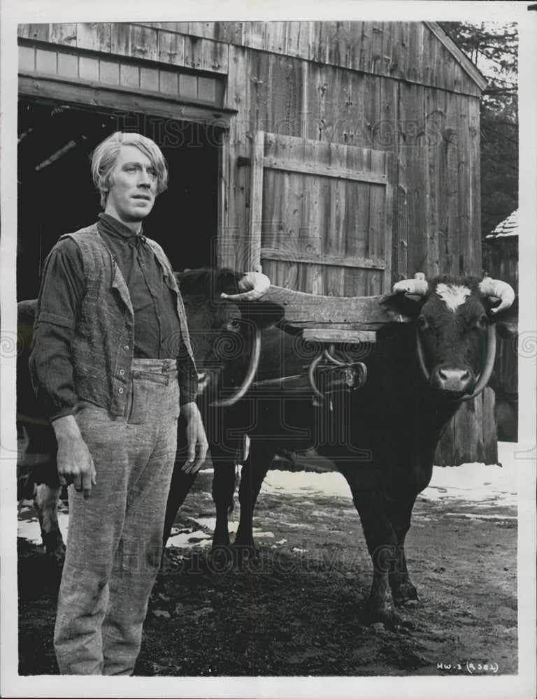 1979 Press Photo Max Von Sydow Stars In Hawaii With Yolked Cows - Historic Images