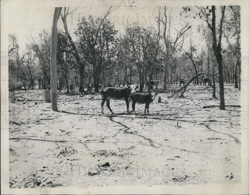 1948 Press Photo Queensland Australia Cows Drought Happening - Historic Images