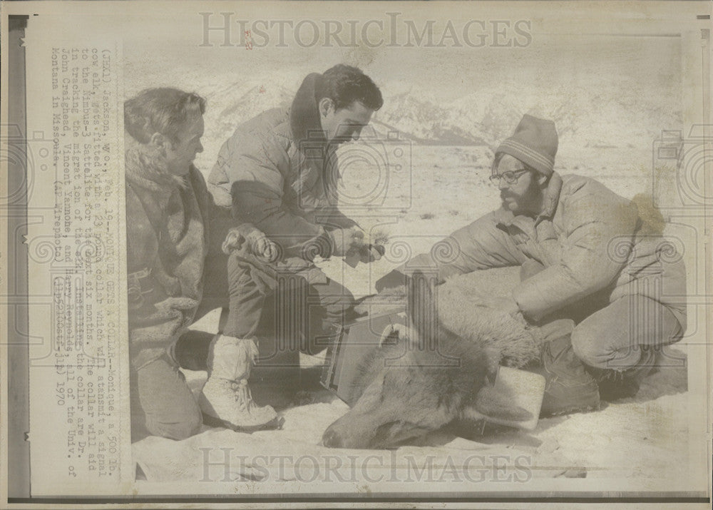 1970 Press Photo Cow Elk Being Fitted With Transmitting Collar Track Migration - Historic Images