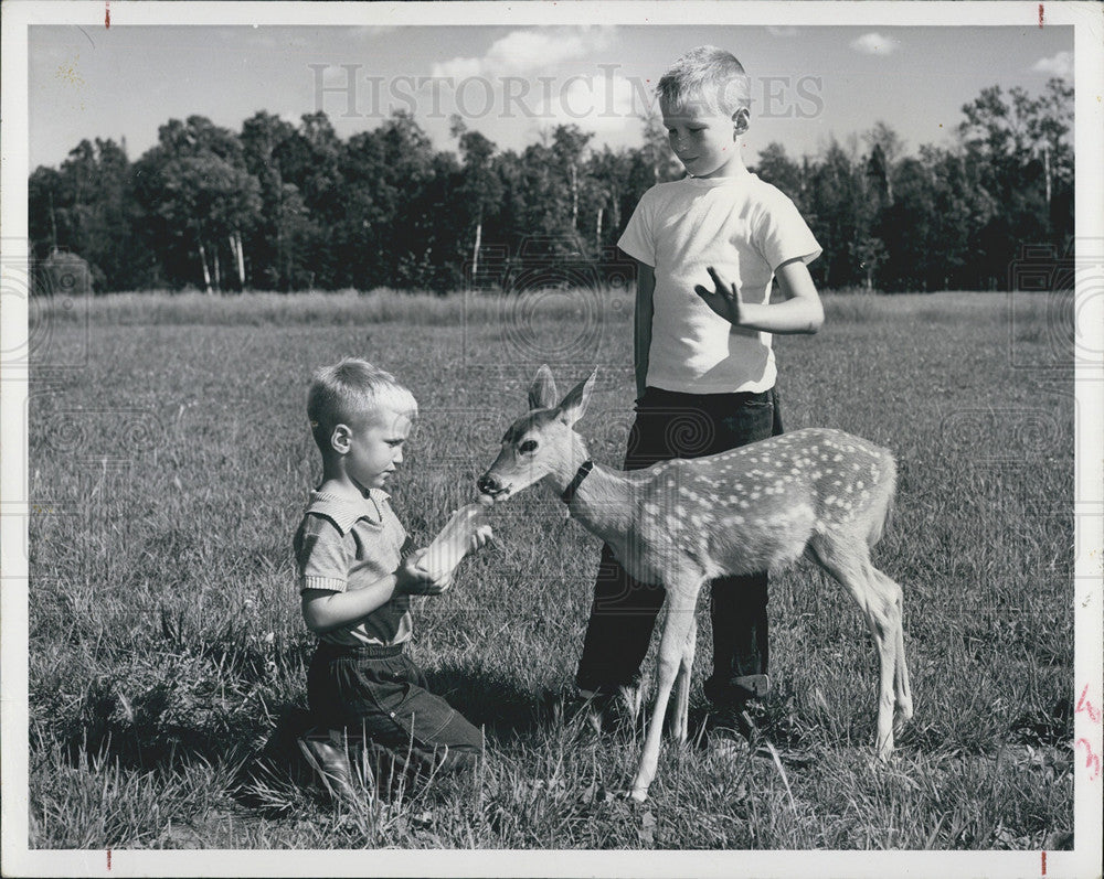 1956 Press Photo Tame Fawn with kids in Lakehead Region of Ontario - Historic Images