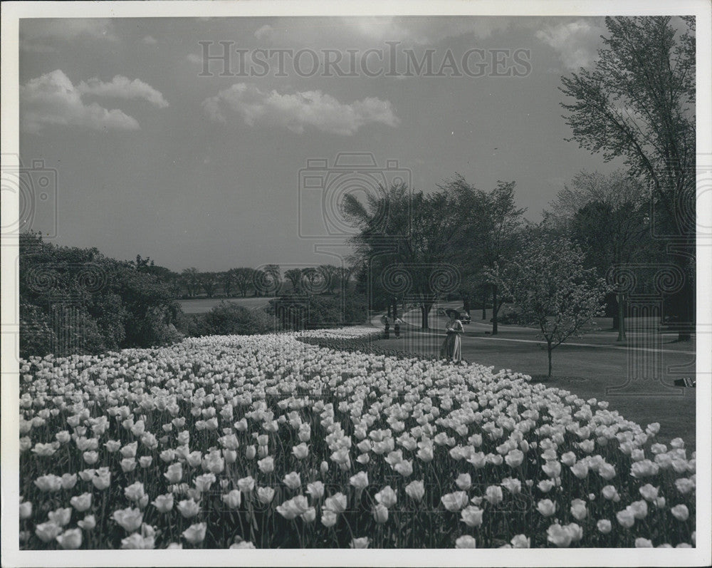 1965 Press Photo Dutch Tulips/Ottawa Ontario Canada - Historic Images