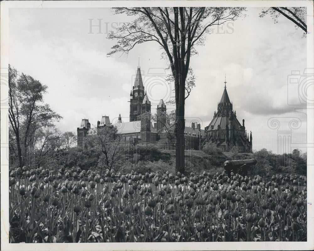 1963 Press Photo Dutch Tulips/Parliament Buildings/Ottawa Ontario/Canada - Historic Images