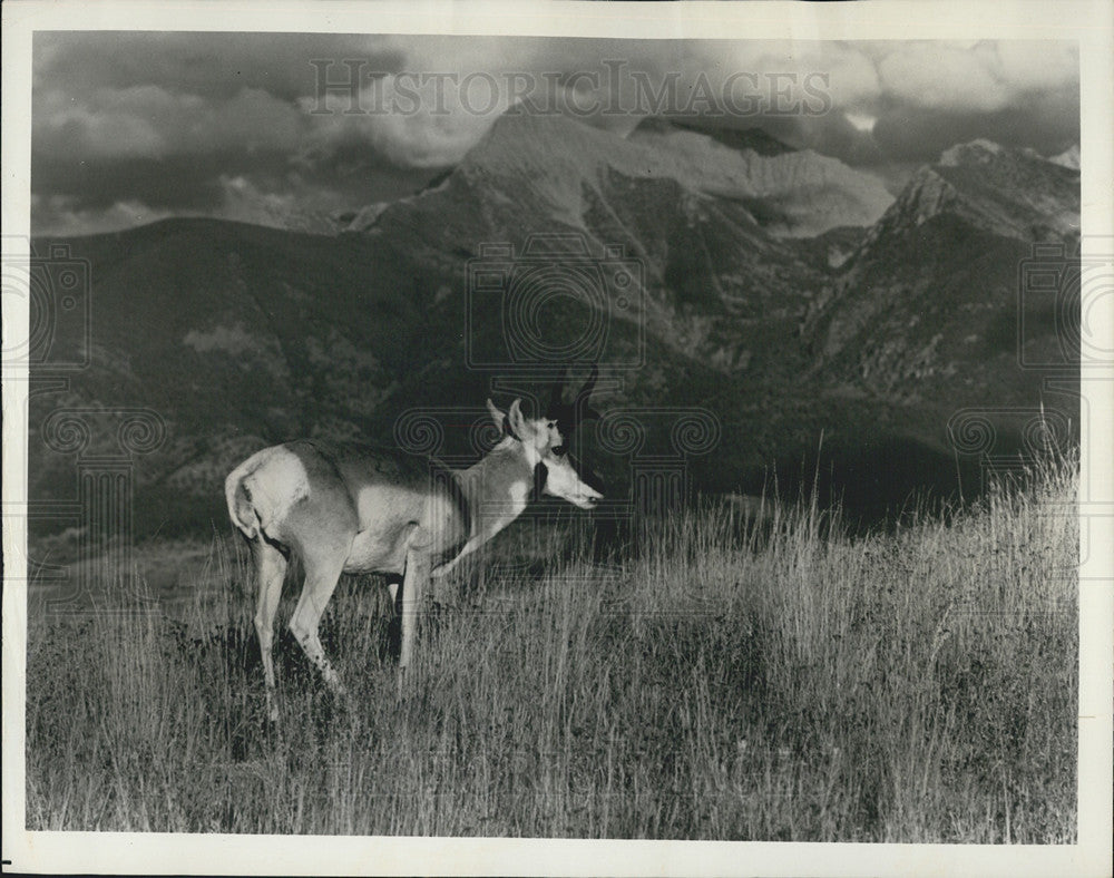 1974 Press Photo Deer/Elk/Mountains/Montana - Historic Images