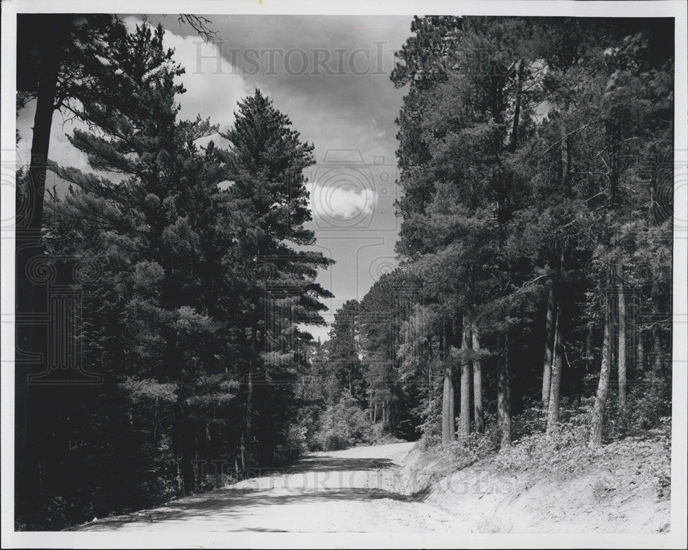 Press Photo Scene from a Forrest in Minnesota - Historic Images