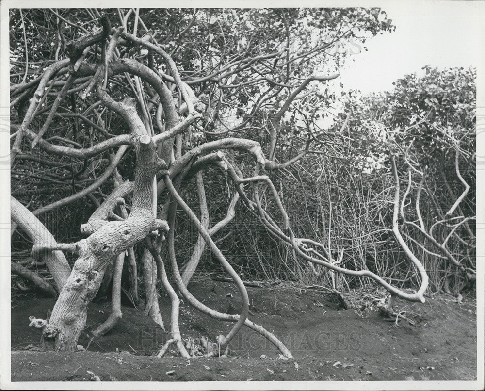 Press Photo Hau Tree, botanical addity of the islands - Historic Images