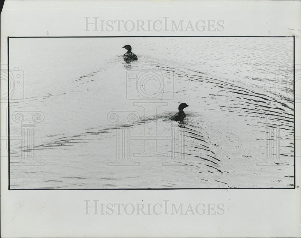 1987 Press Photo Ducks in the water at Sawgrass Lake - Historic Images