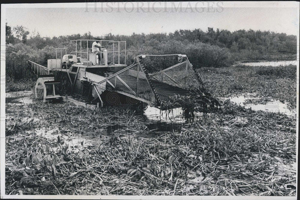 1982 Press Photo Cutting back growth to save Sawgrass Lake Park in Fl. - Historic Images