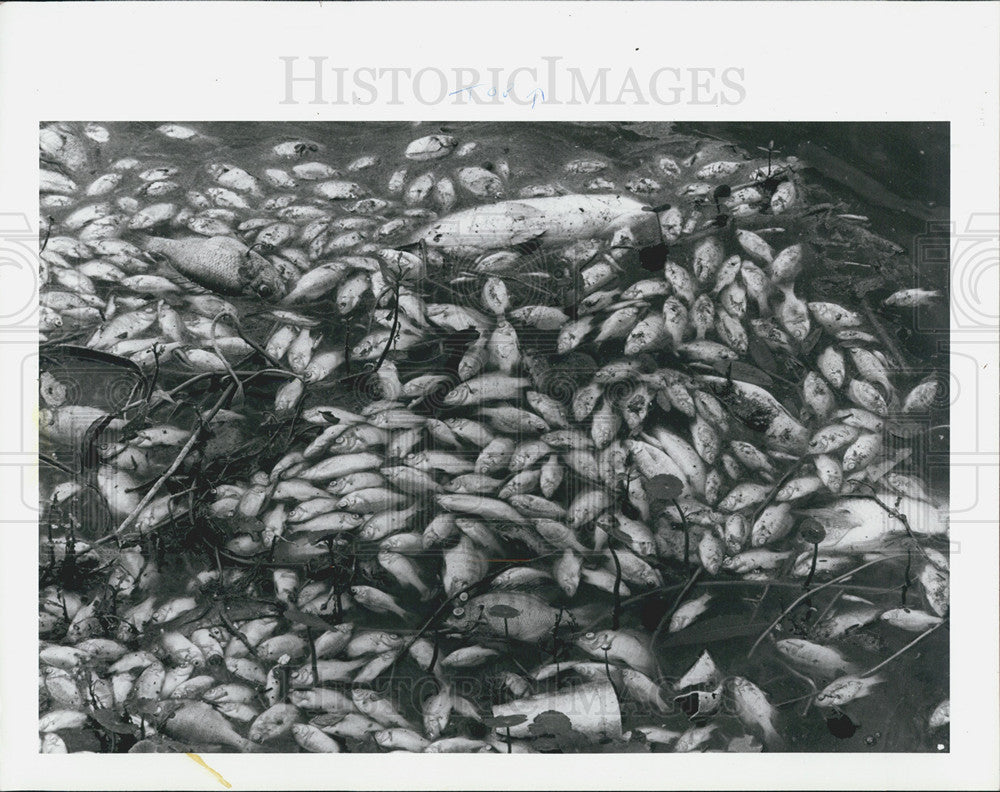 1987 Press Photo Dead fish in Orange Lake in New Port Richey, Fl - Historic Images