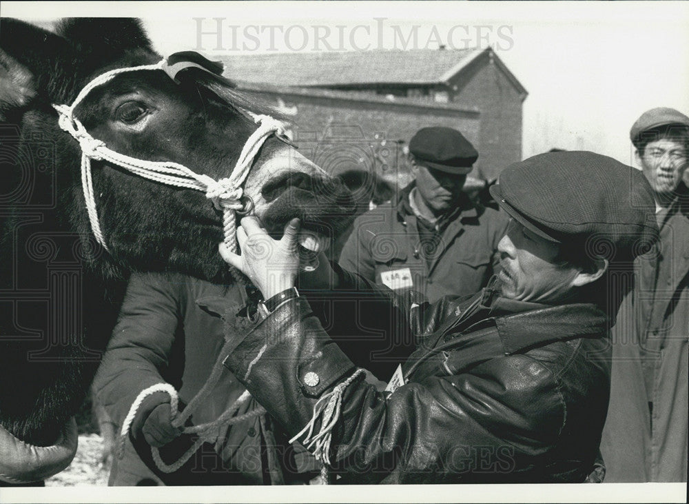 1987 Press Photo Chinese  Judge of Horses inspecting a horse - Historic Images