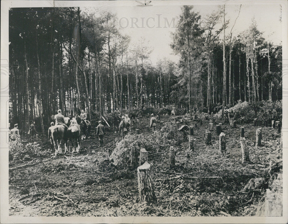 1939 Press Photo Cleared woods in Utrecht, The Netherlands to provide vision for - Historic Images