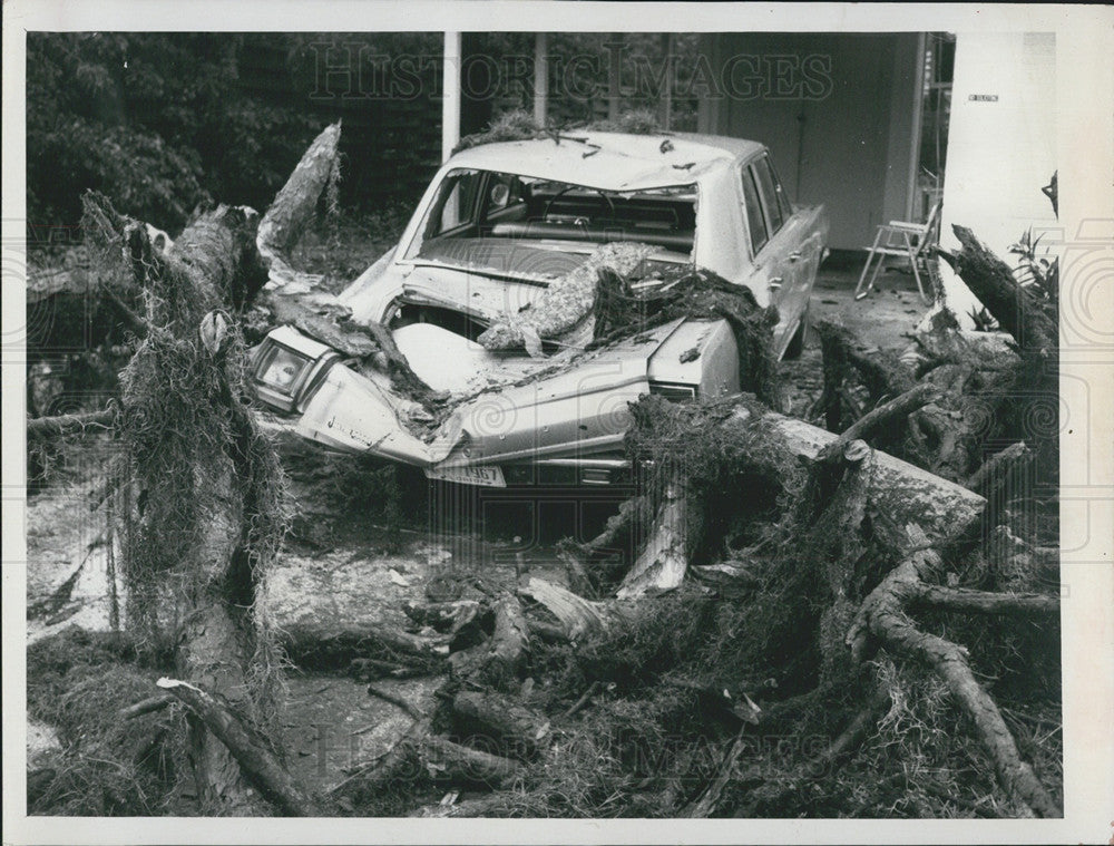 1972 Press Photo Clearwater storm knocked over a tree onto a car - Historic Images