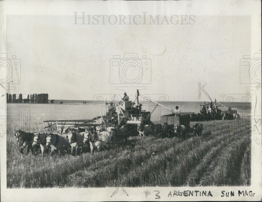 1942 Press Photo Argentine farmers combines harvest thresh wheat horse - Historic Images