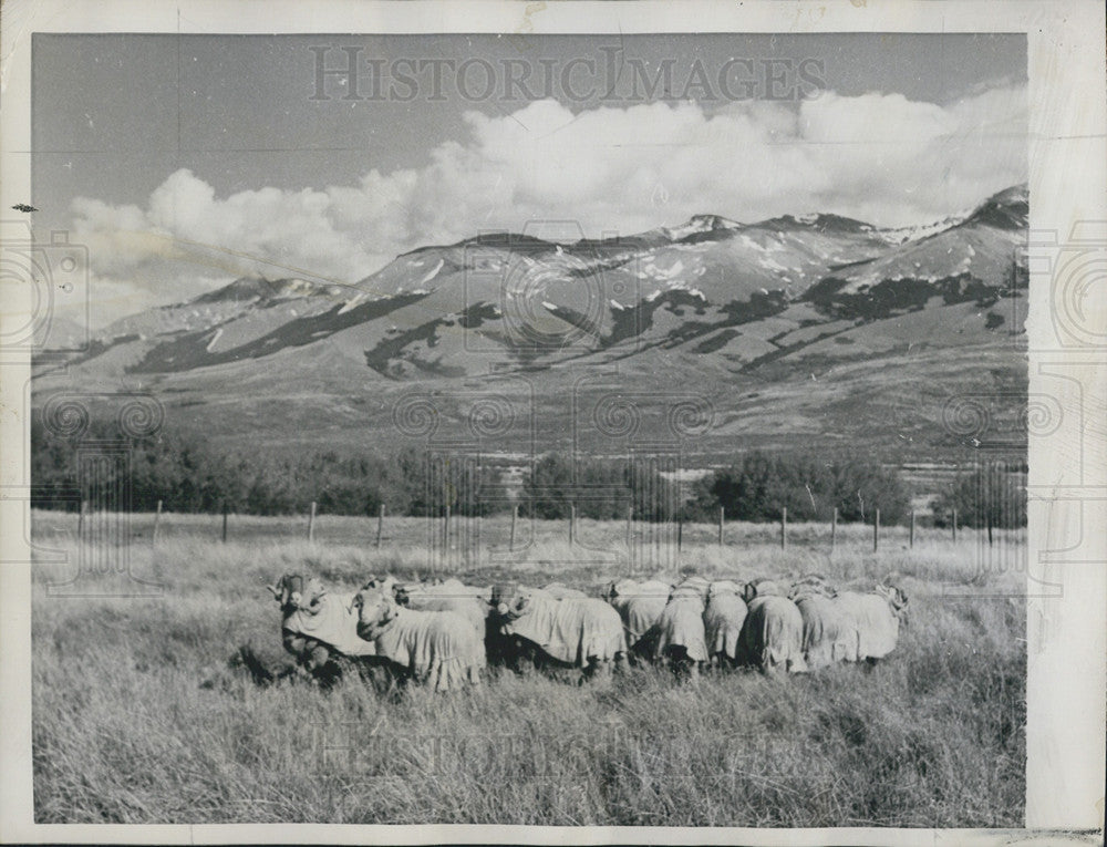 1959 Press Photo sheep overcoats warmth southern tip Argentina - Historic Images