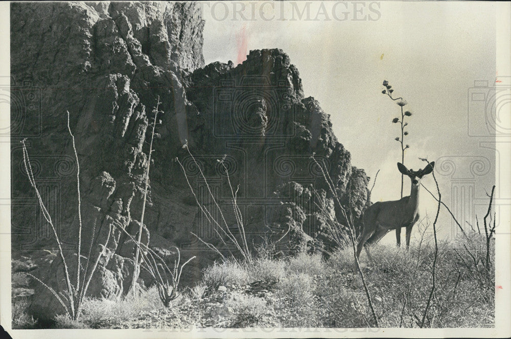 1970 Press Photo A Mule deer in animal refuge - Historic Images