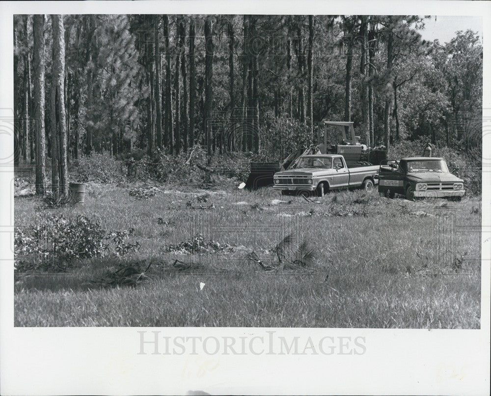 1973 Press Photo Workers Cutting Pine Trees And Clearing Land - Historic Images