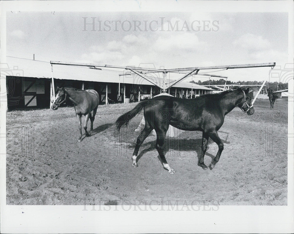 1987 Press Photo of Horses, in Tampa. - Historic Images