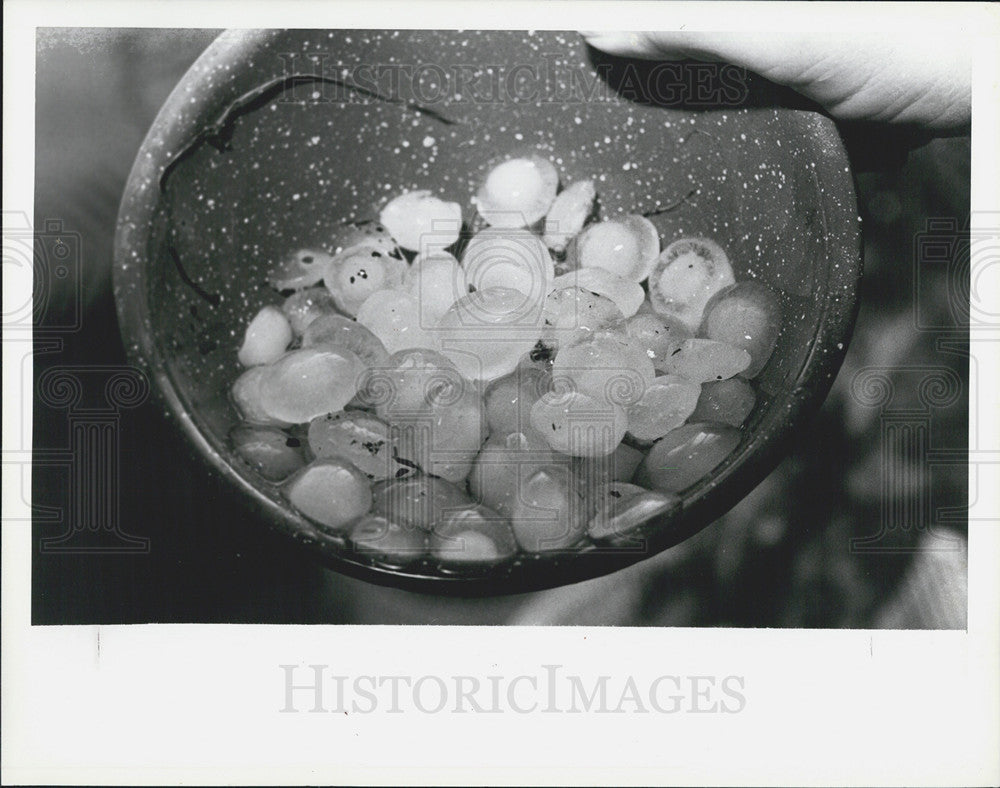 1982 Press Photo Hail Stones Florida - Historic Images