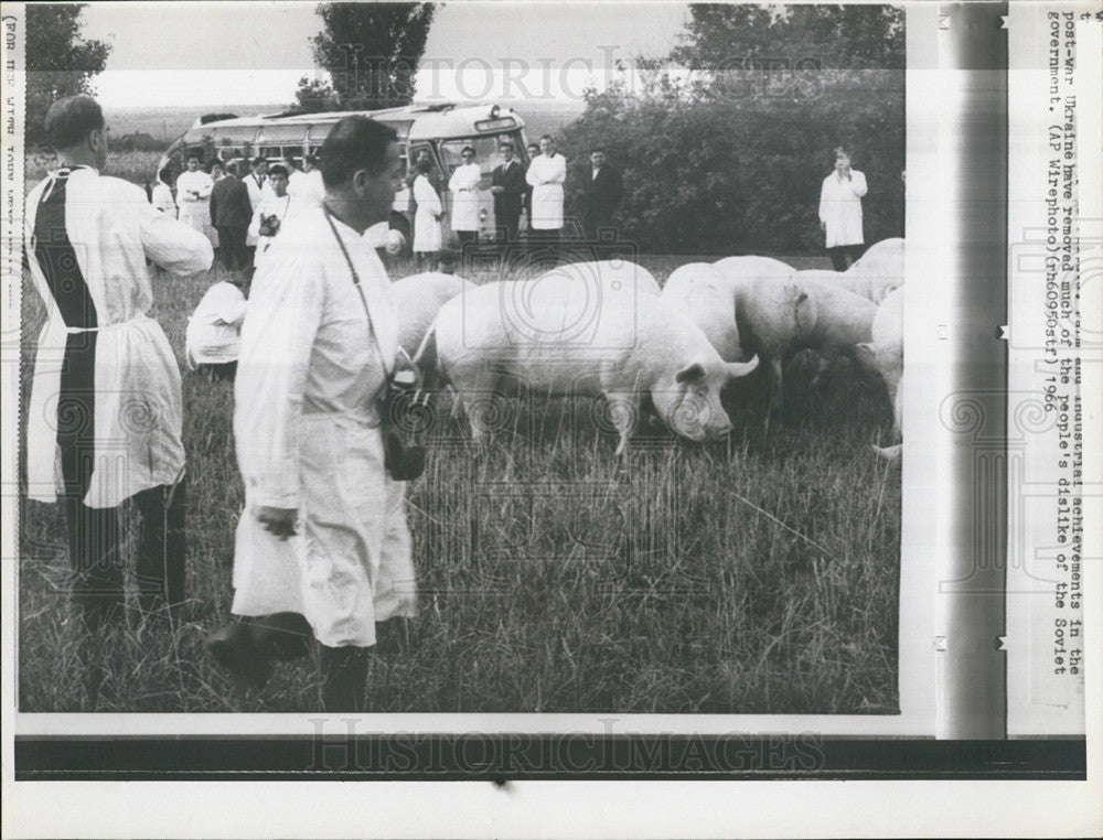 1972 Press Photo Moldavian pig farming - Historic Images