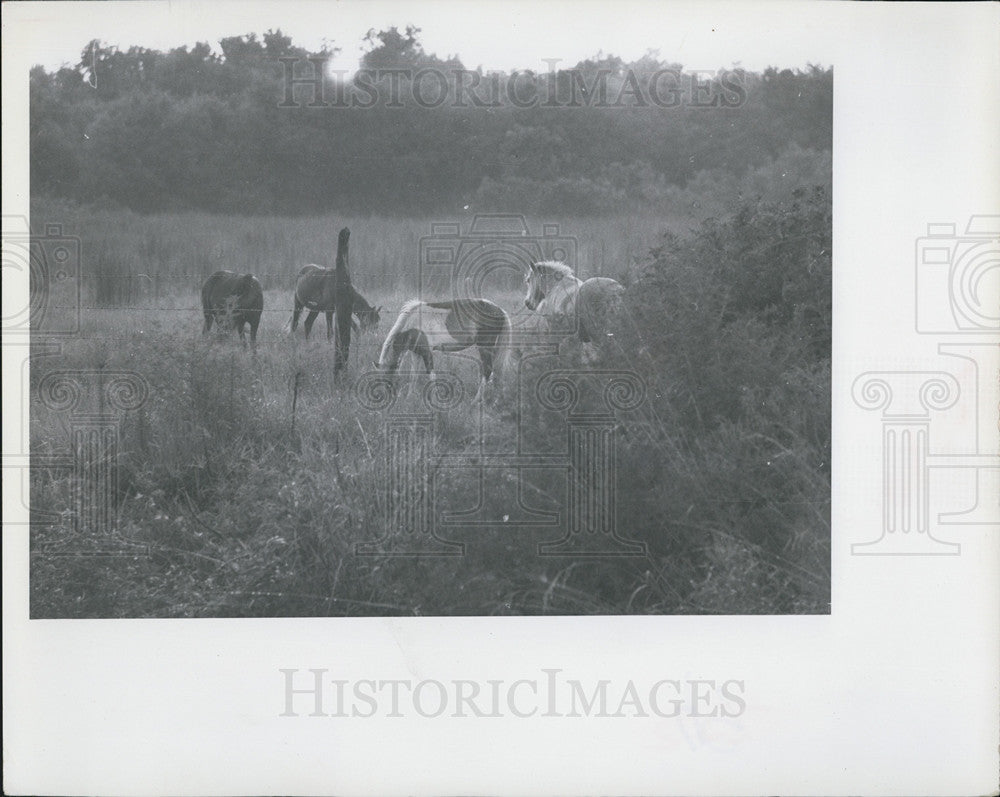 1966 Press Photo Horses graze in a field in Florida - Historic Images