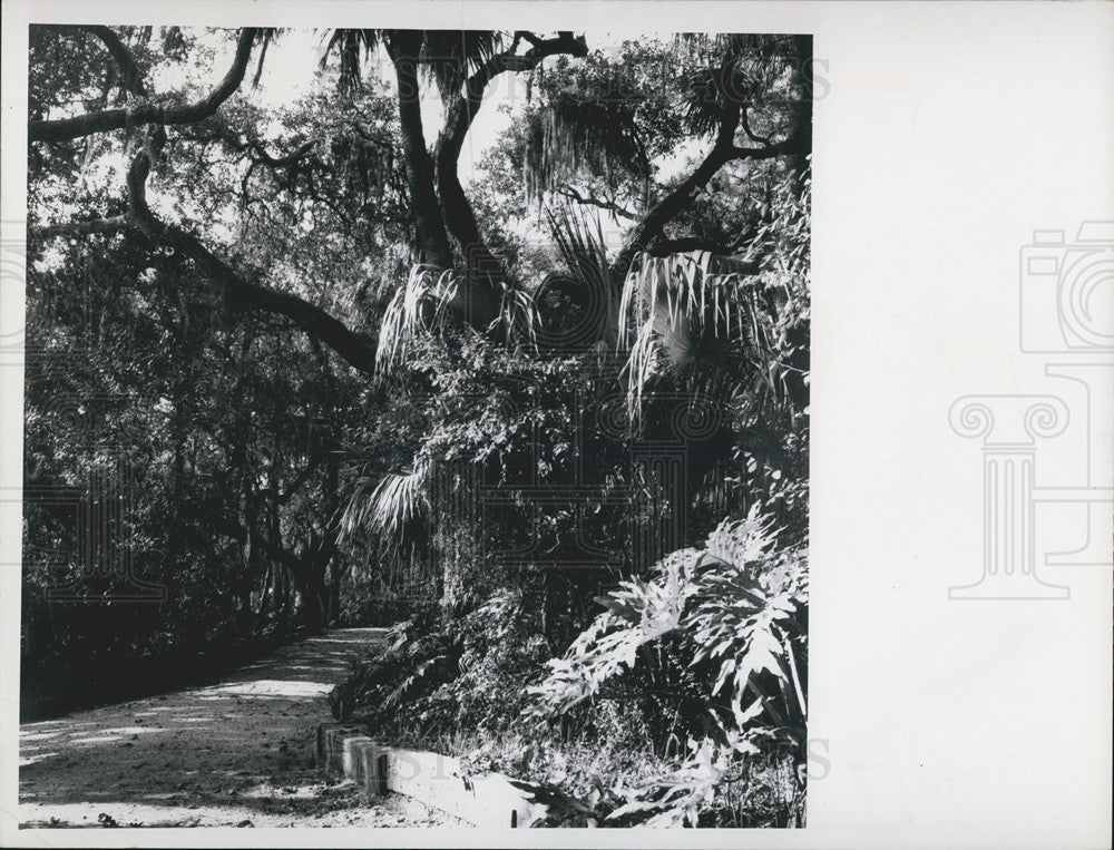 1970 Press Photo Leafy Gladed Garden Path In St Petersburg FL - Historic Images