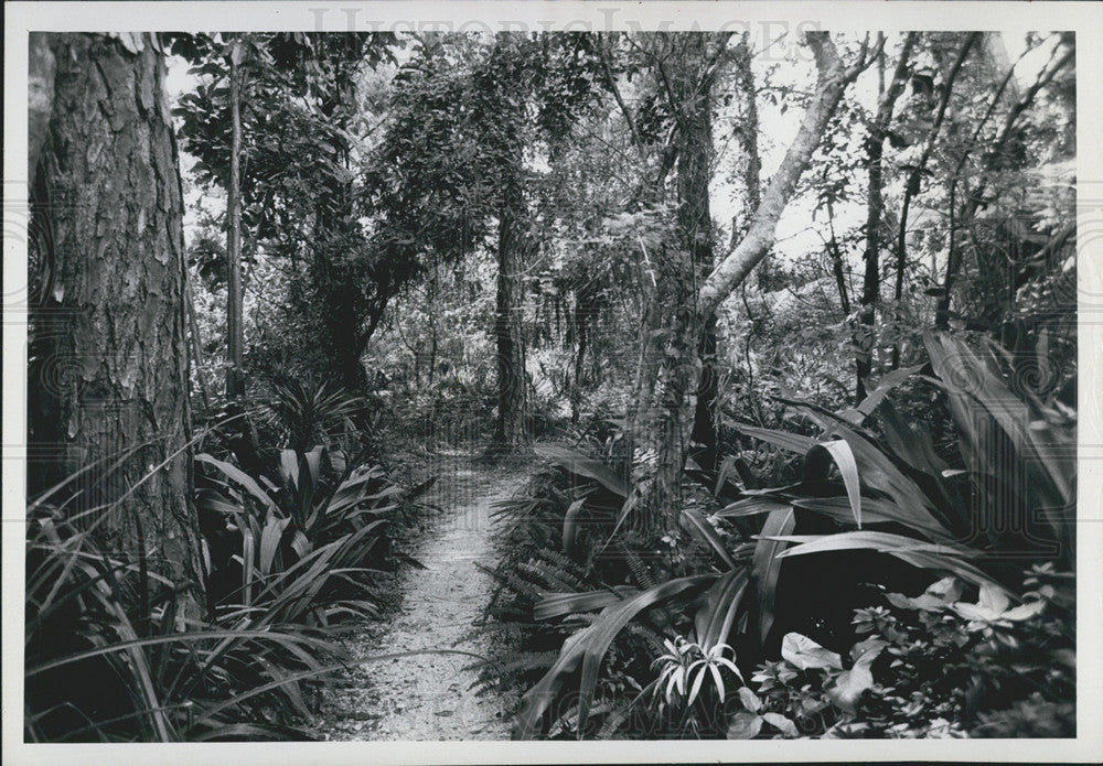 1971 Press Photo Fora And Fauna Covered Path In St Petersburg Florida - Historic Images