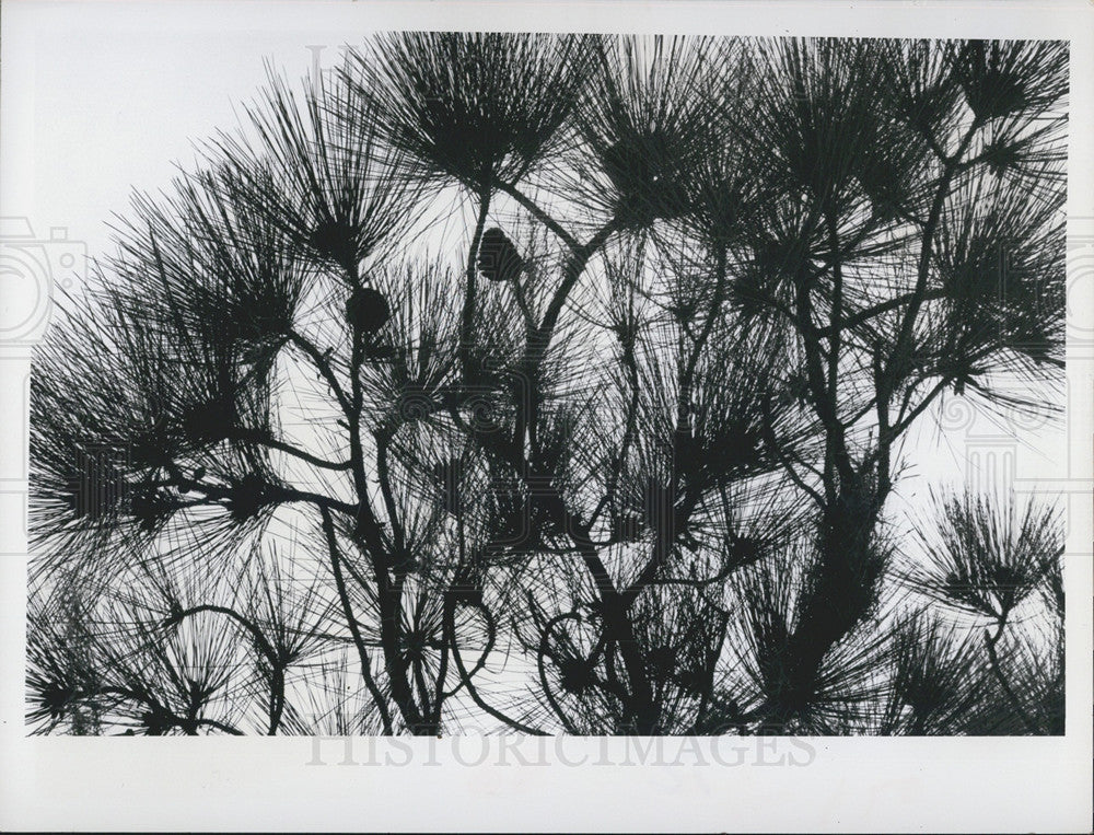 1971 Press Photo A pine tree full of cones - Historic Images