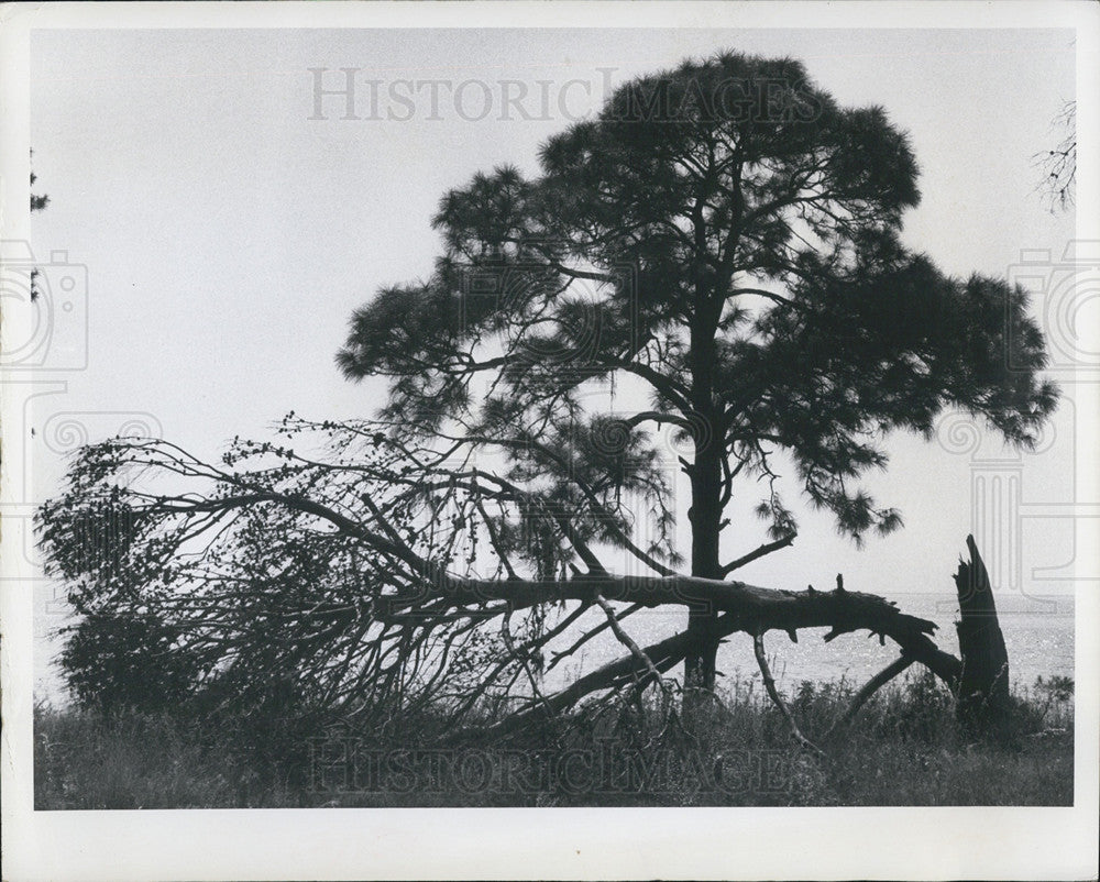 1969 Press Photo Two pine trees in Pinellas CO. Fla - Historic Images