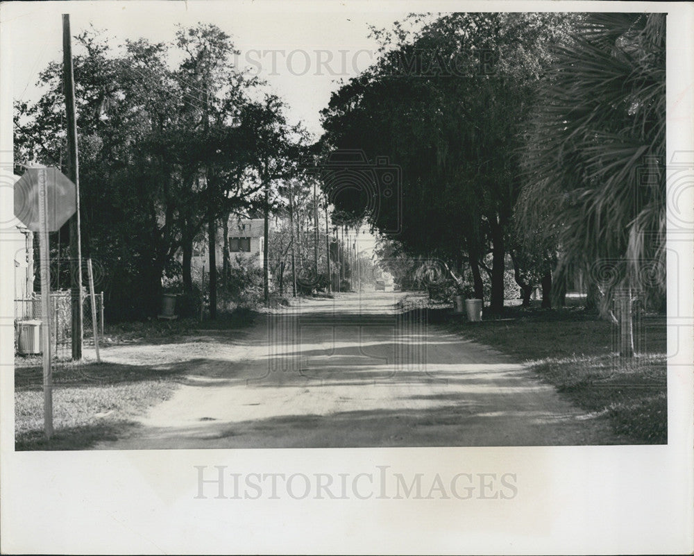 1965 Press Photo Giant Trees Line Dirt Street In St Petersburg Florida - Historic Images