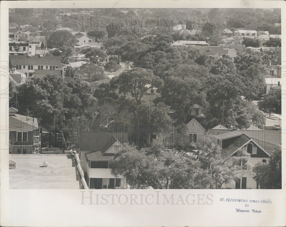 1971 Press Photo Trees in St. Petersburg, Florida - Historic Images