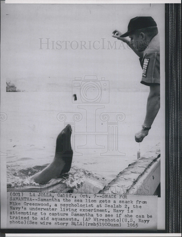 1965 Press Photo Sea Lion Gets Snack From Mike Greenwood At Sea Lab 2 Navy Under - Historic Images