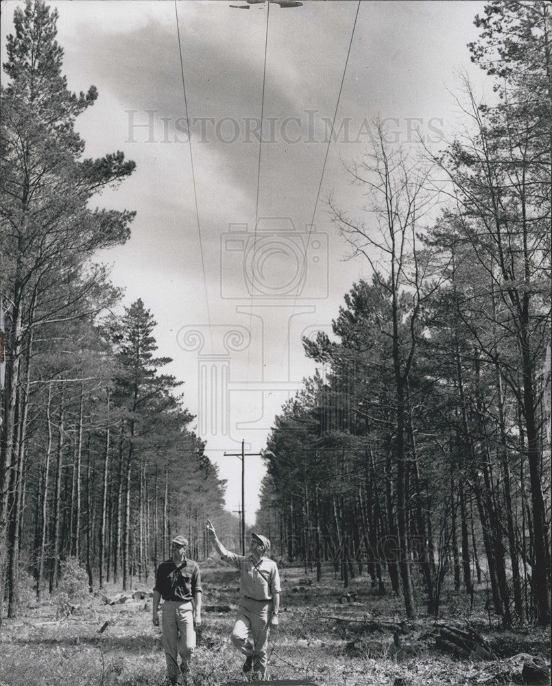 1954 Press Photo Pine Tree Forest Michigan - Historic Images