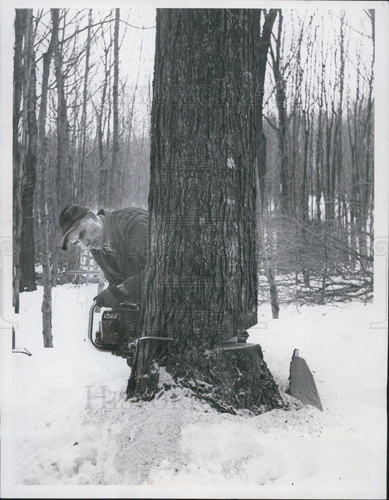 1952 Press Photo Albert Kalchik Uses A Power Saw To Cut Tree In Michigan Forest - Historic Images