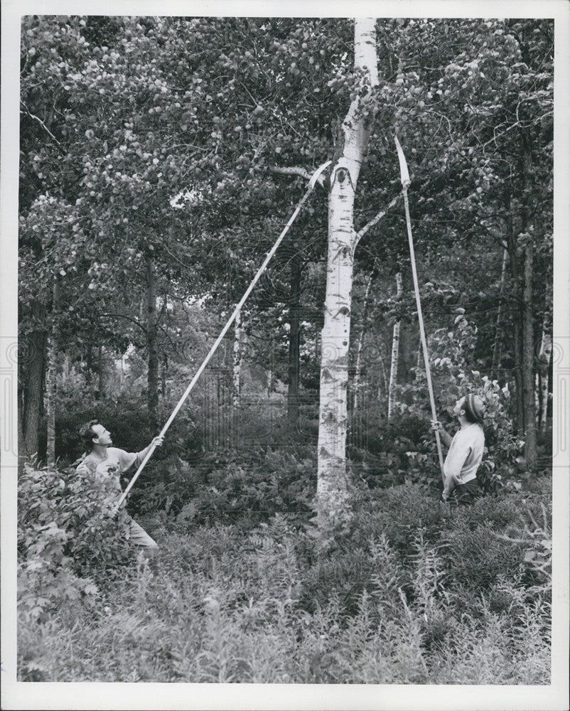 1943 Press Photo Dave Seeley And Ron Tescher Priming Tree For Reforestation Line - Historic Images