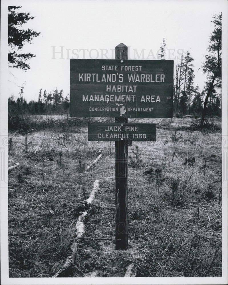 1963 Press Photo Kirtland&#39;s Warbler Habitat forest. - Historic Images