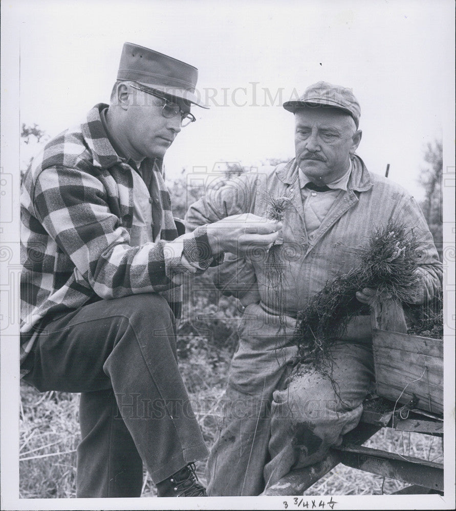 1960 Press Photo Victor Horvath &amp; Ben Taylor inspect seedlings. - Historic Images