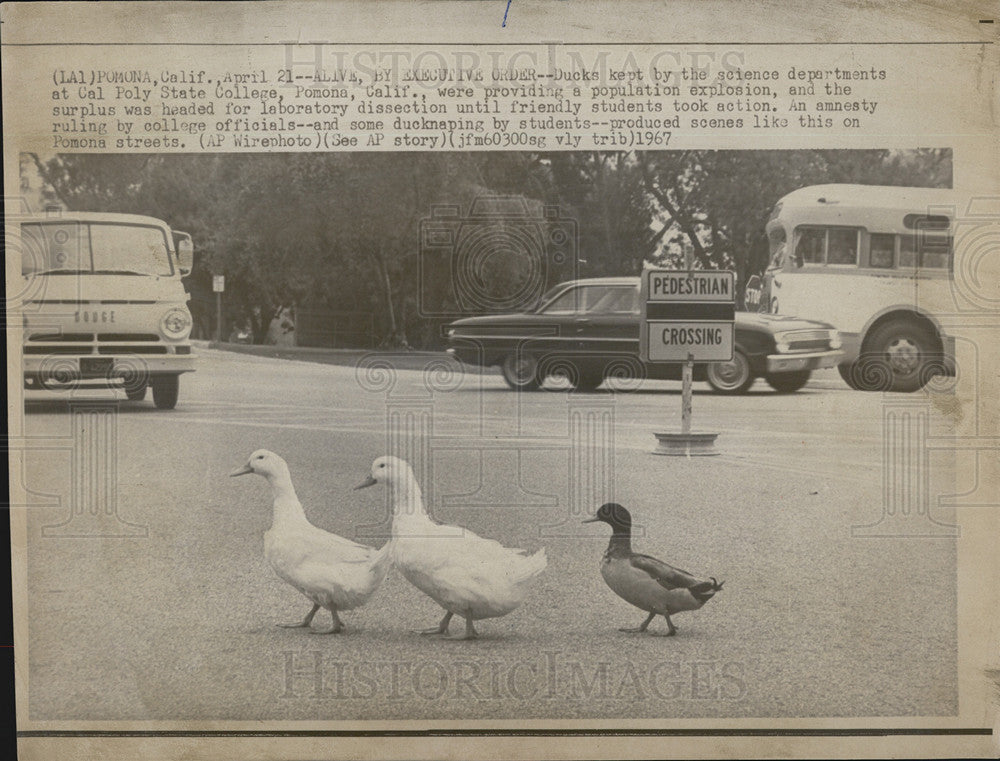 1967 Press Photo Ducks, Cal Poly State College, Pomona - Historic Images