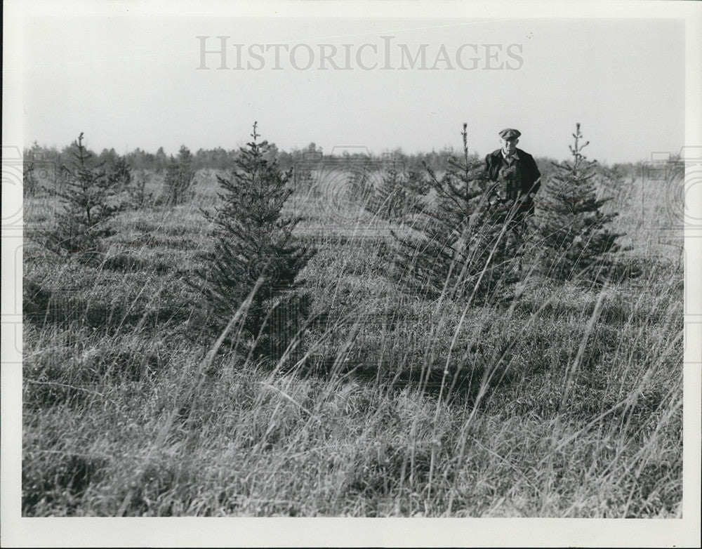 1937 Press Photo Higgins Lake,Mich reforestation area - Historic Images