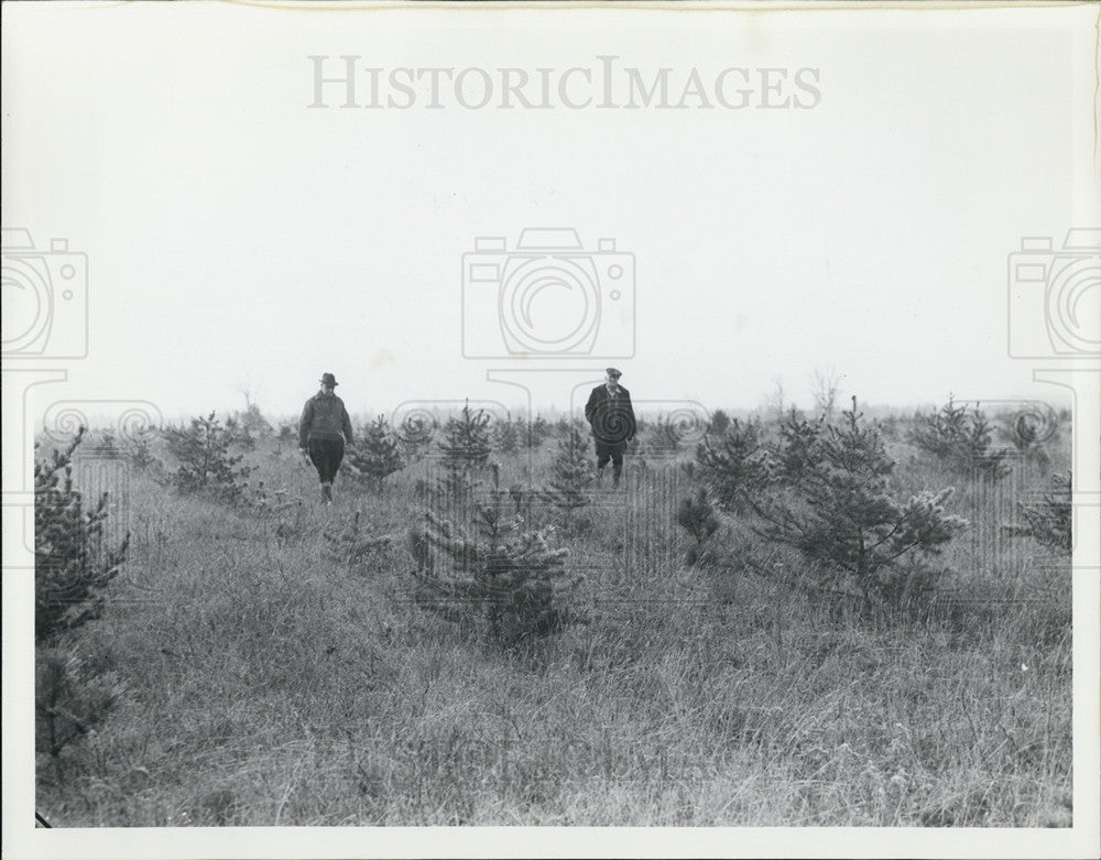 1939 Press Photo Higgin Lake reforestation area - Historic Images