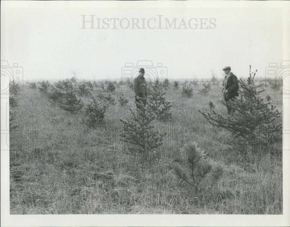 1939 Press Photo Detroit News Reforestation In Higgins Lake MI - Historic Images