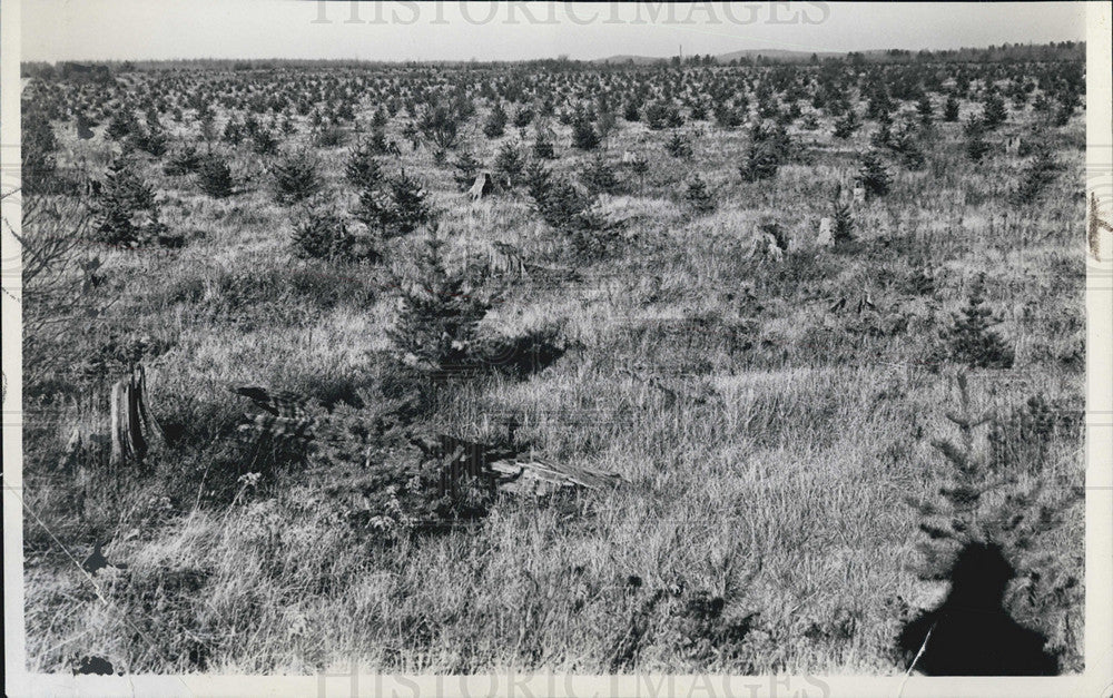 1937 Press Photo Detroit News Plan reforestation In Michigan Wide SHot - Historic Images