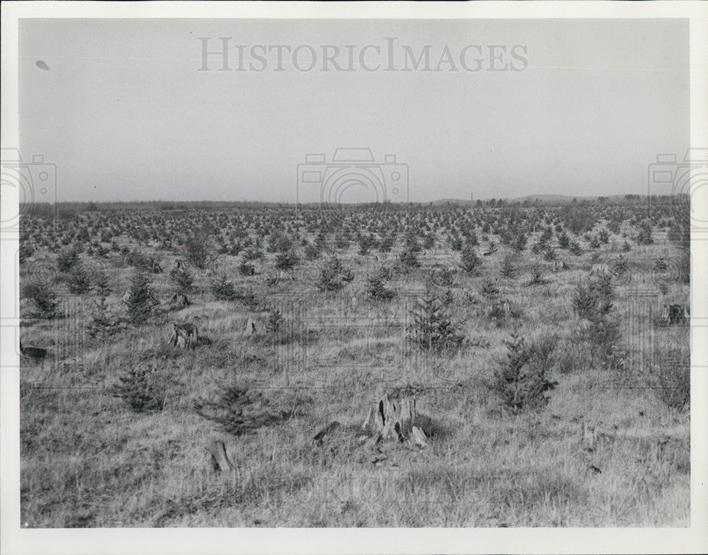 1937 Press Photo Reforestation, Higgins Lake, Michigan - Historic Images