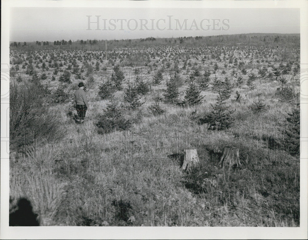 1939 Press Photo Reforestation, Higgins Lake, Michigan - Historic Images