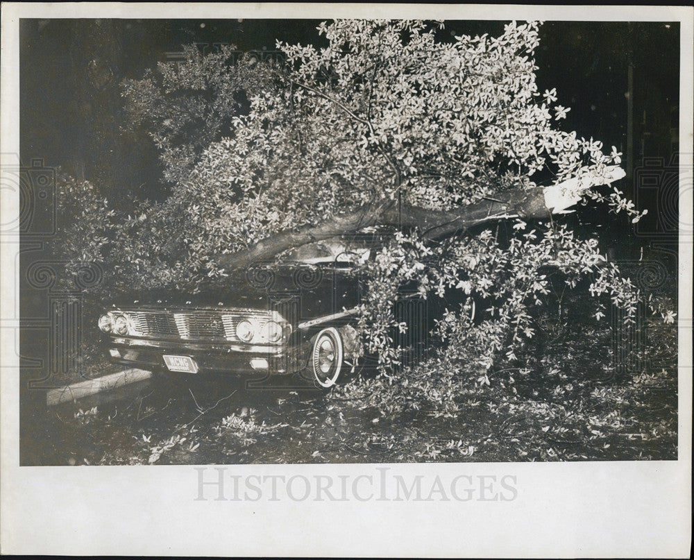 1966 Press Photo Tree fallen on car during a hurricane - Historic Images