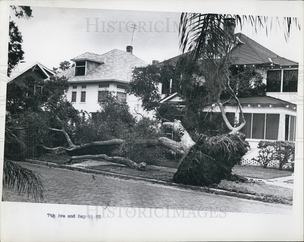 1966 Press Photo Tress knocked down by hurricane - Historic Images