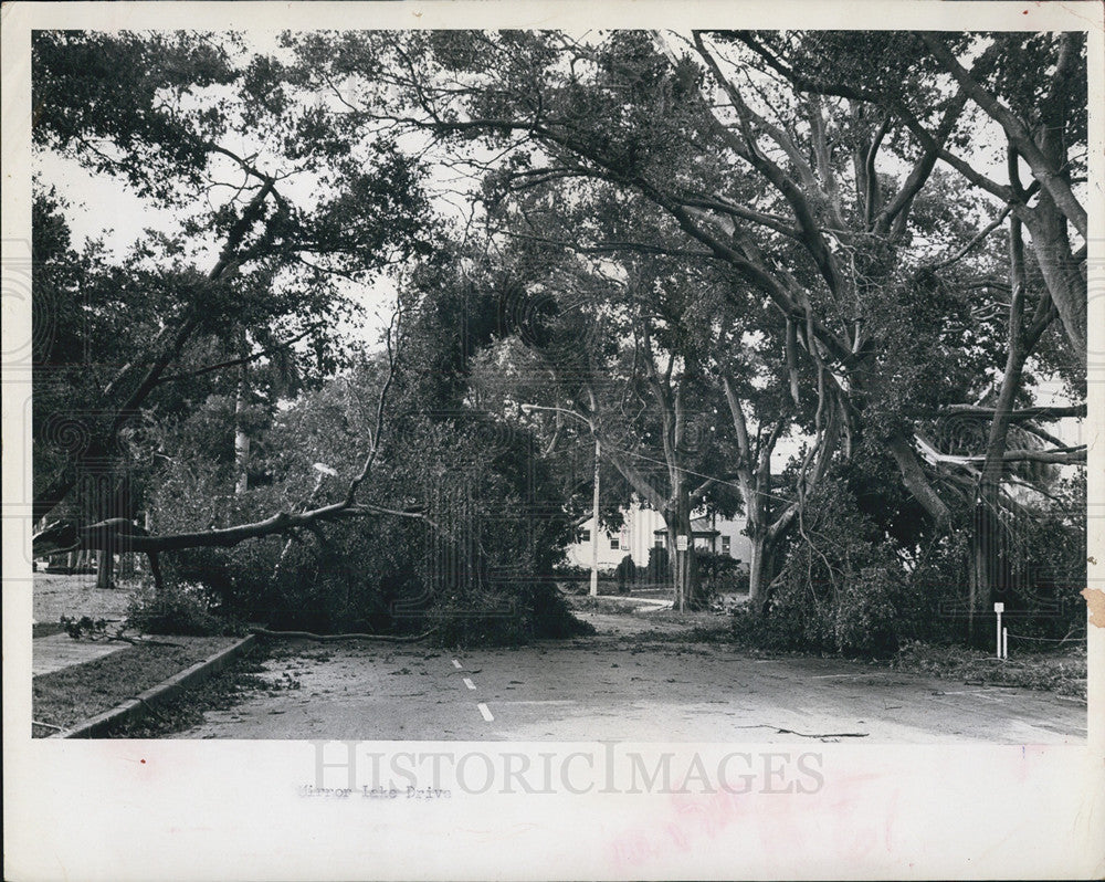 1966 Press Photo Hurricanes knocked down huge trees - Historic Images