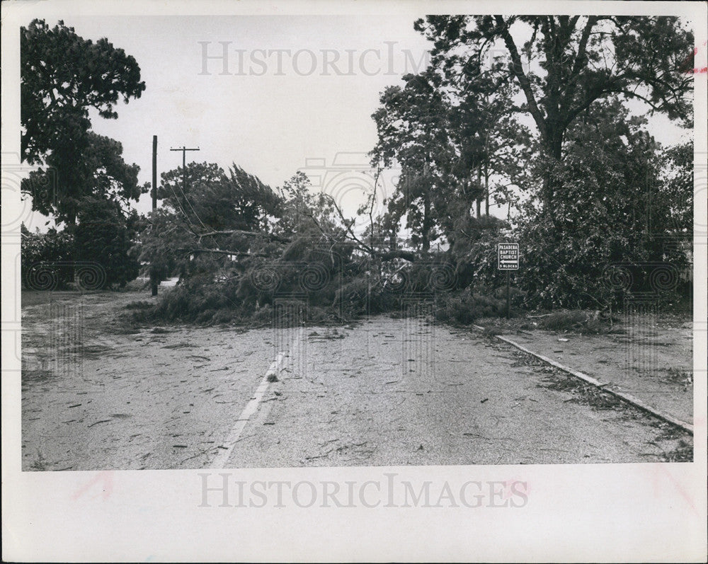 1966 Press Photo pine and oak trees Hurricane Alma in Pasadena - Historic Images