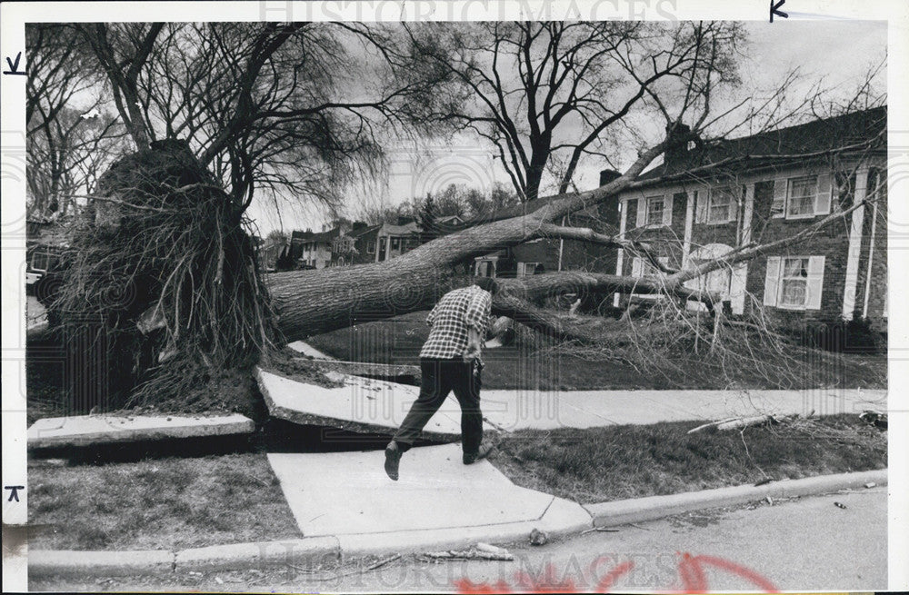 1984 Press Photo large tree downed by high winds - Historic Images