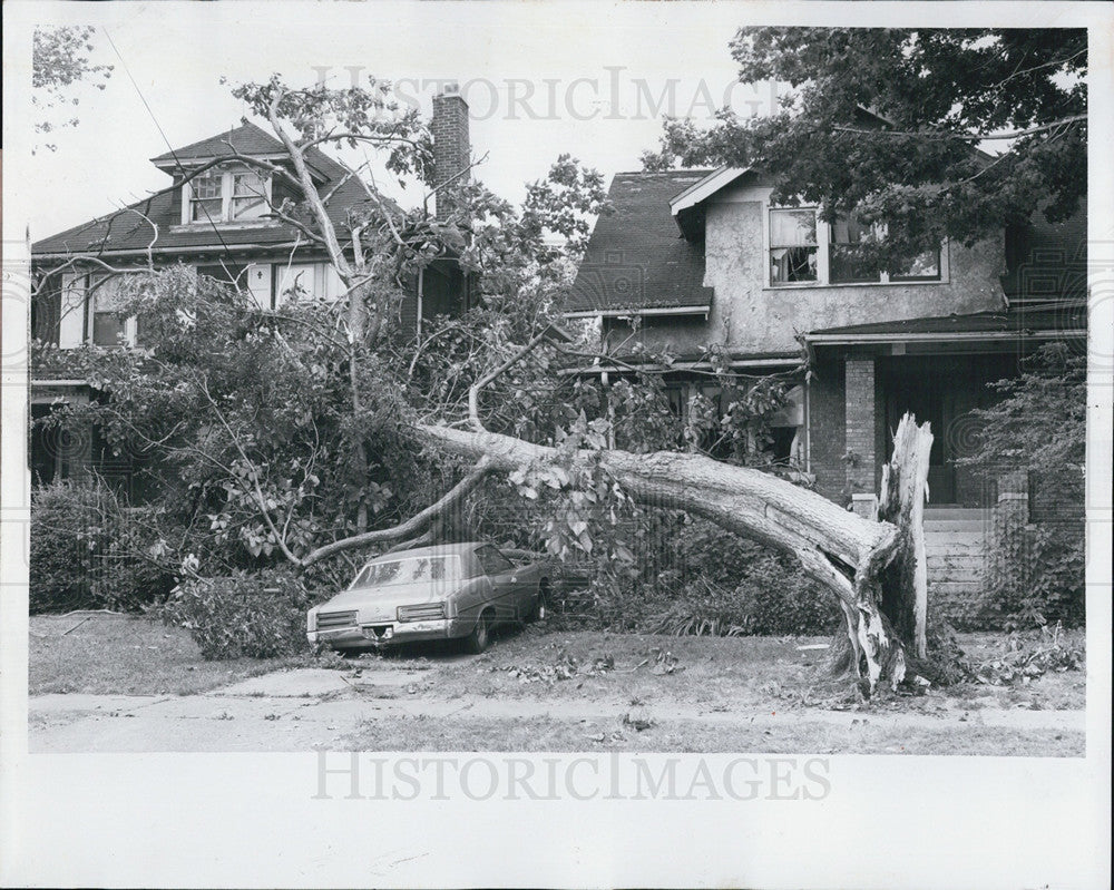 1978 Press Photo Michigan trees downed by high winds - Historic Images